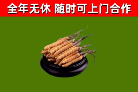 牟定县回收散虫草