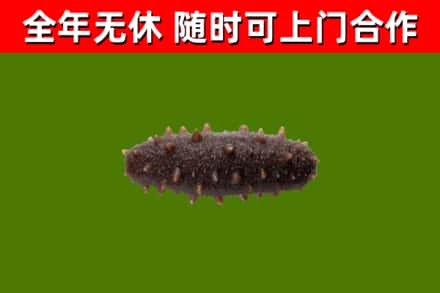 牟定县回收海参干